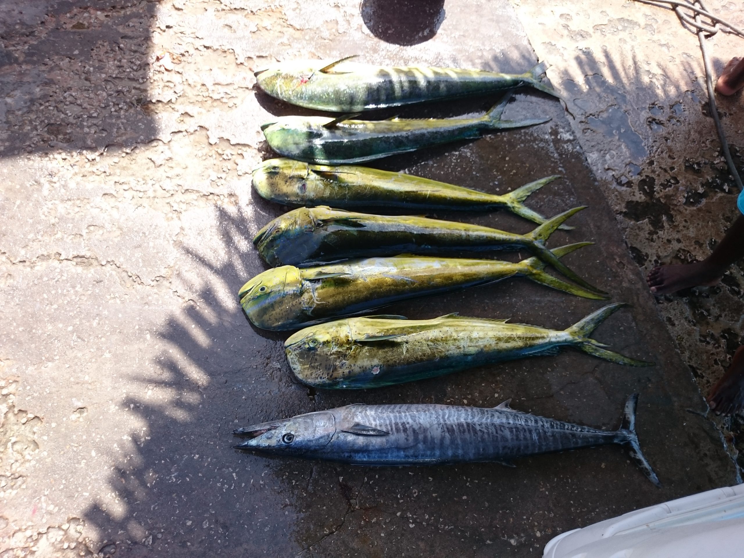 Staniel Cay, Exuma Bahamas Seven large fish, including six mahi-mahi and one wahoo, are laid out on a wet concrete surface. Shadows and sunlight are visible.