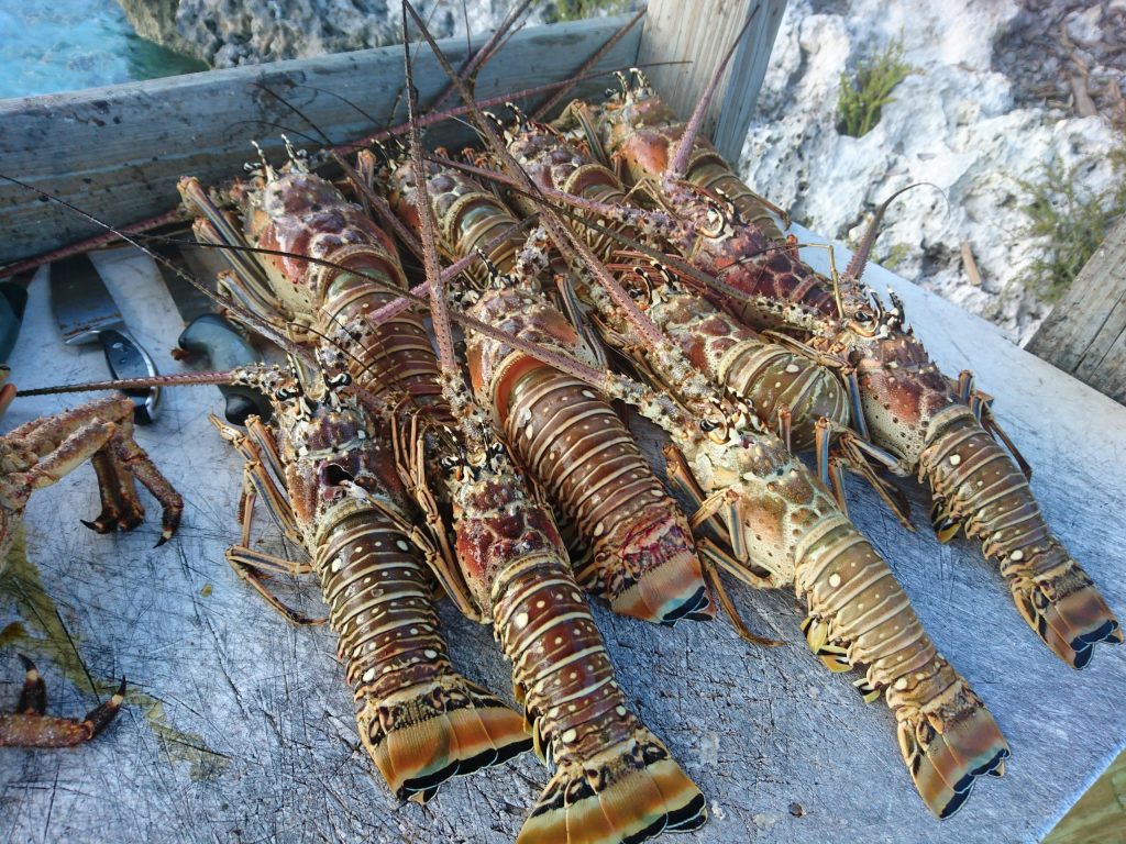 A group of lobsters are sitting on a table next to the ocean in Staniel Cay.