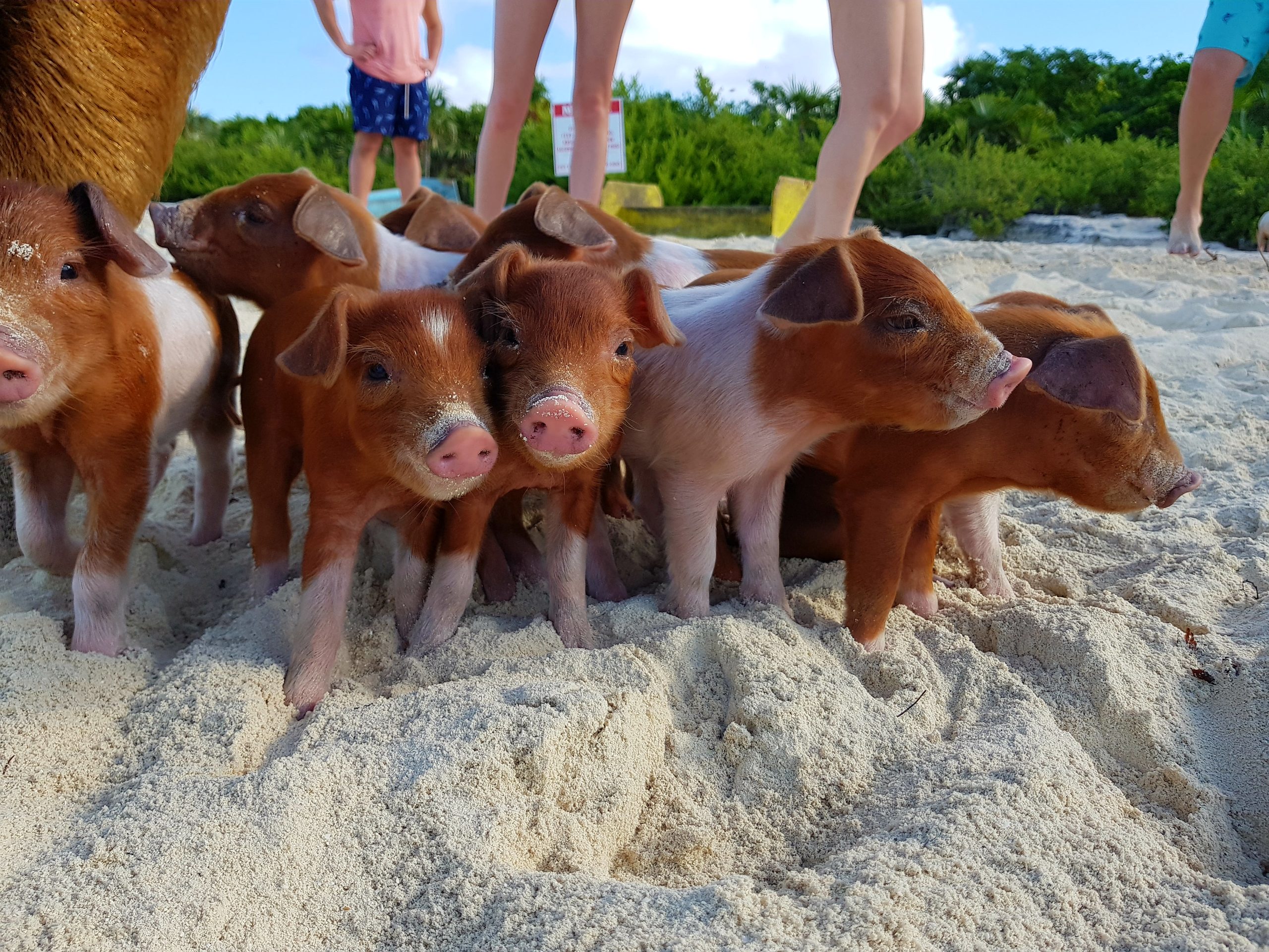 Staniel Cay, Exuma Bahamas A group of piglets stand on sandy ground with people in swimsuits visible in the background.