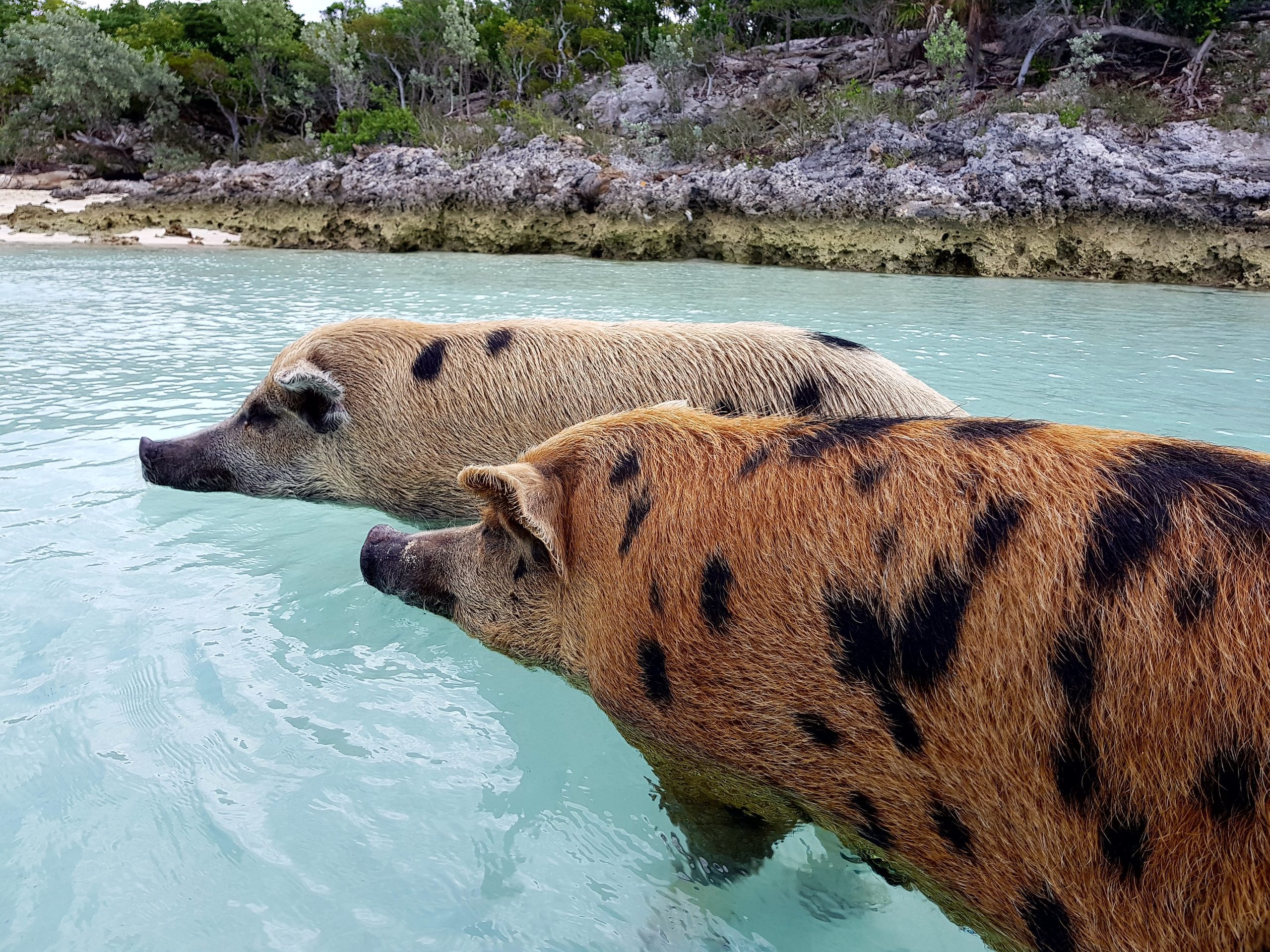 Staniel Cay, Exuma Bahamas Two pigs with brown and black spots swim in clear turquoise water near a rocky shoreline with trees in the background.