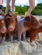 Staniel_Cay_Vacation_pigs