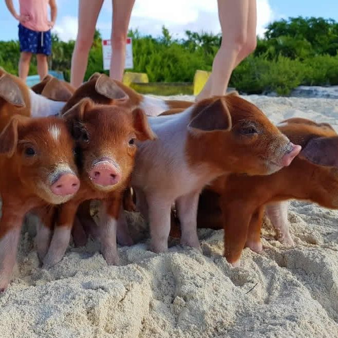 Staniel_Cay_Vacation_pigs Staniel_Cay_Vacation_pigs
