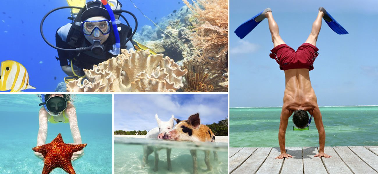 A collage of pictures of people and animals enjoying water activities during Staniel Cay Adventures.