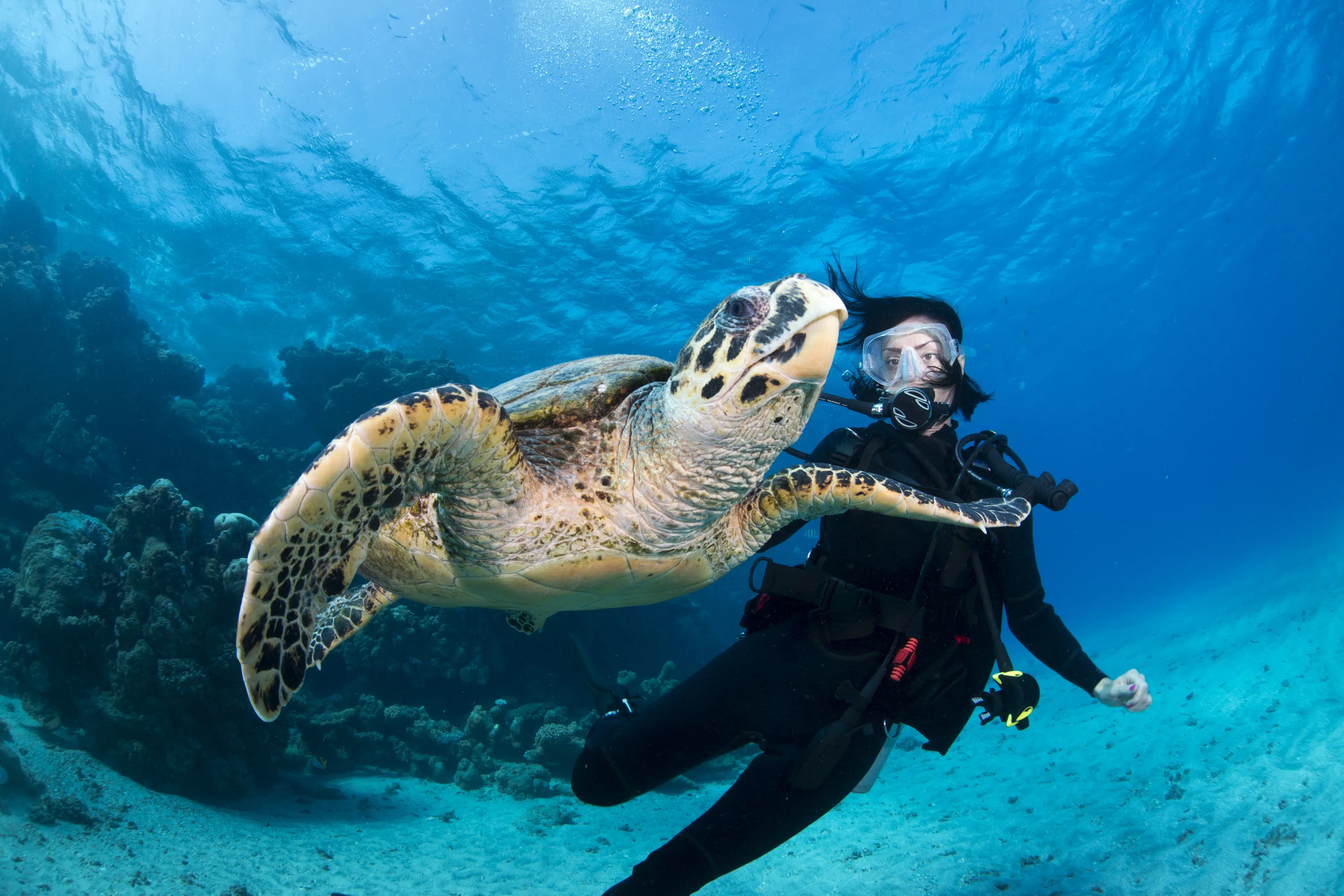 Scuba Diving Staniel Cay