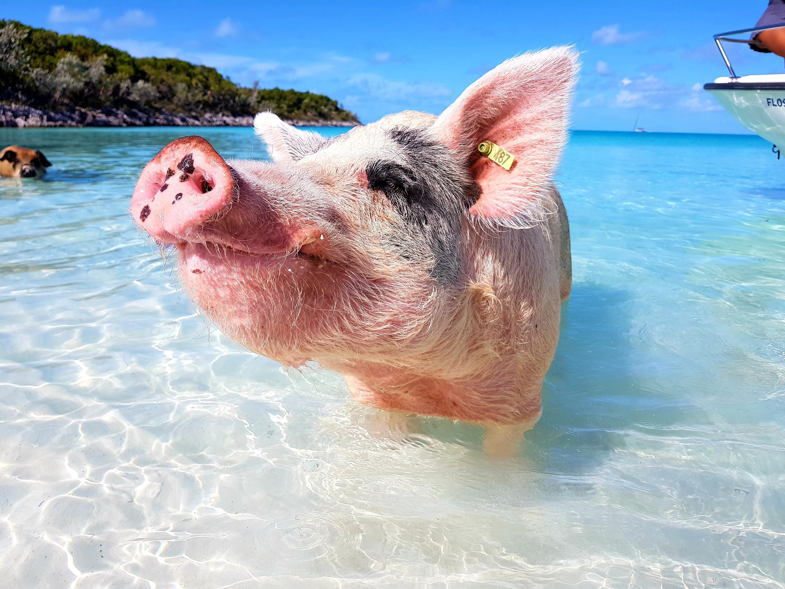 Swimming Pigs Day Tour From Nassau