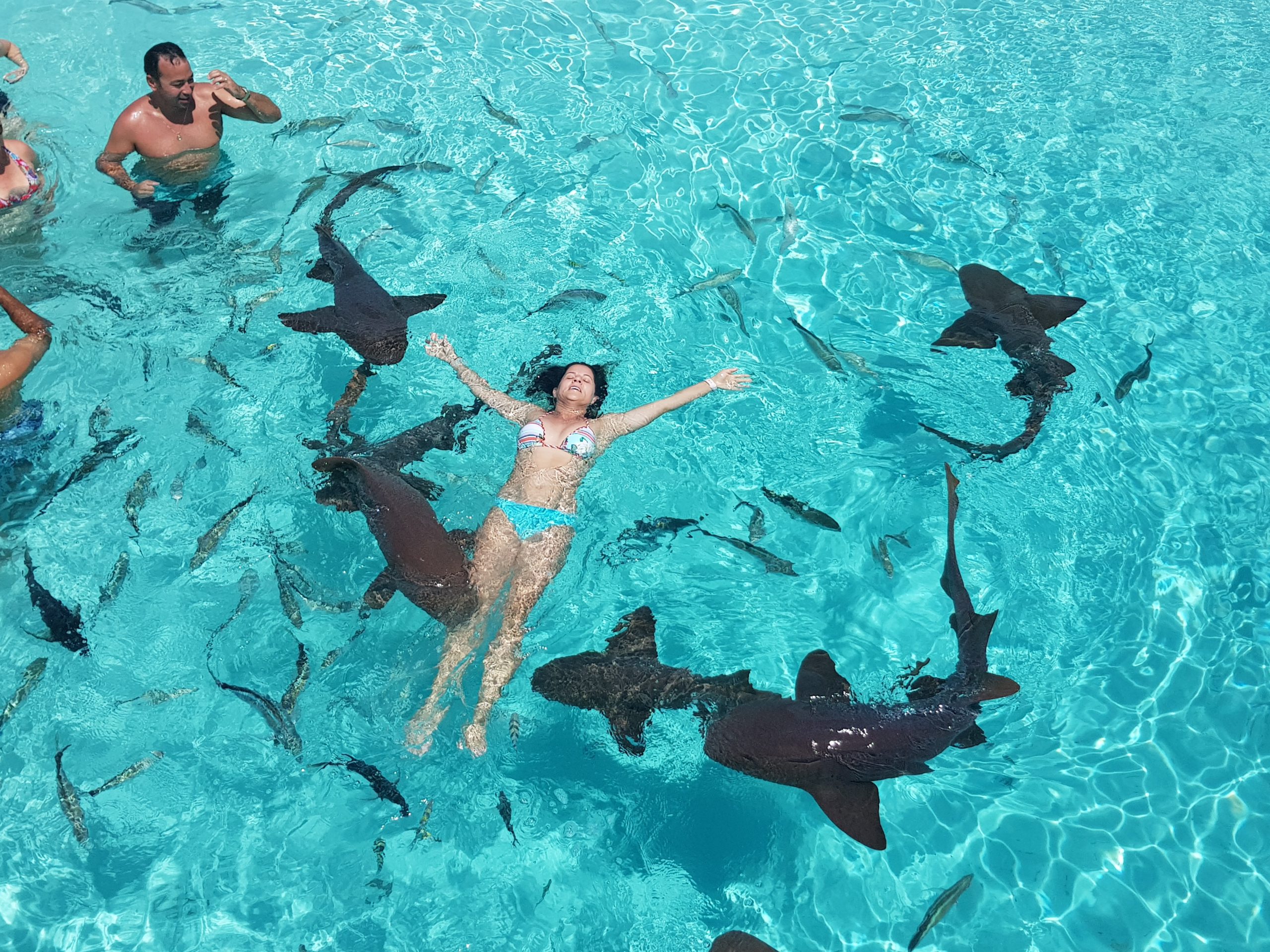 Swim witht the sharks