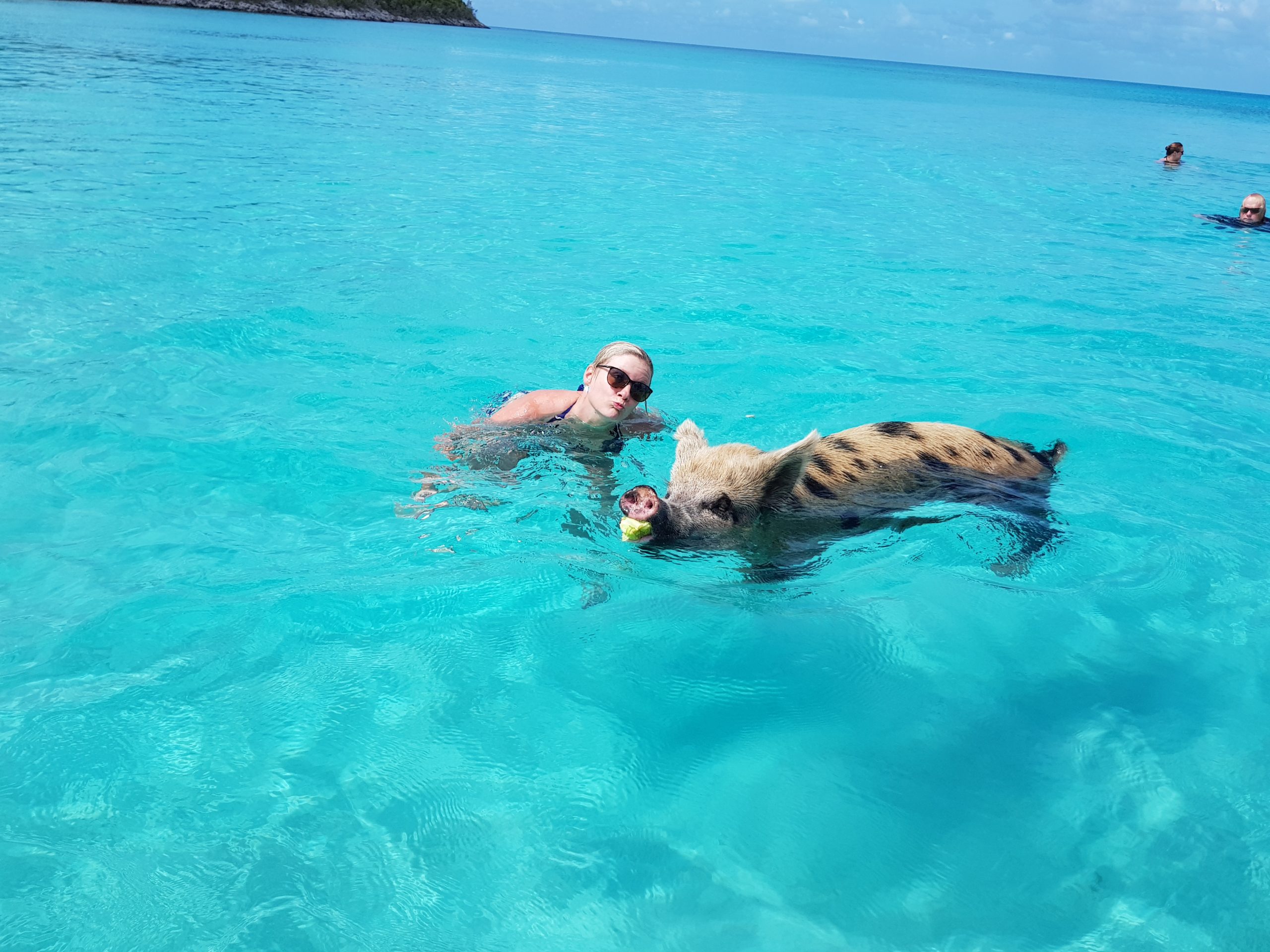 A woman swimming with a pig in the clear blue water during the Swimming Pigs Tour at Staniel Cay.