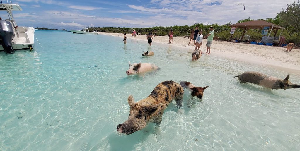 Pigs swimming in the ocean near Staniel Cay Adventures boat tours.