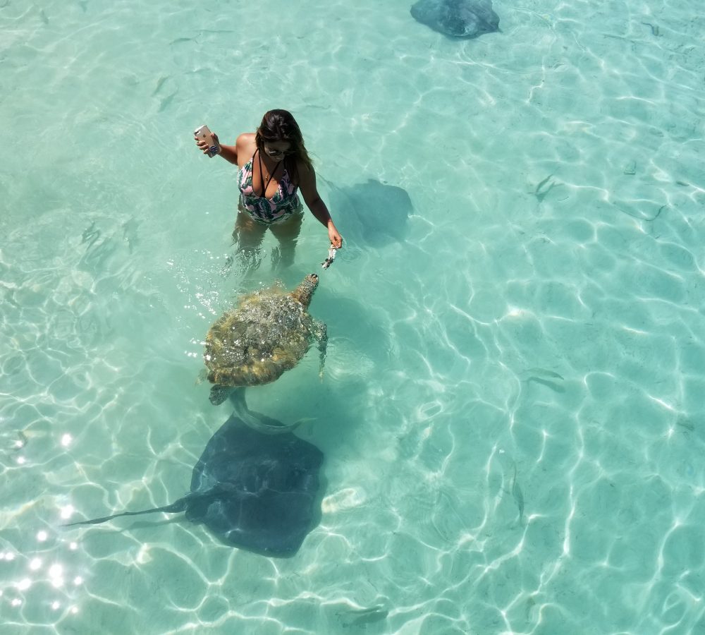 Swimming with turtles