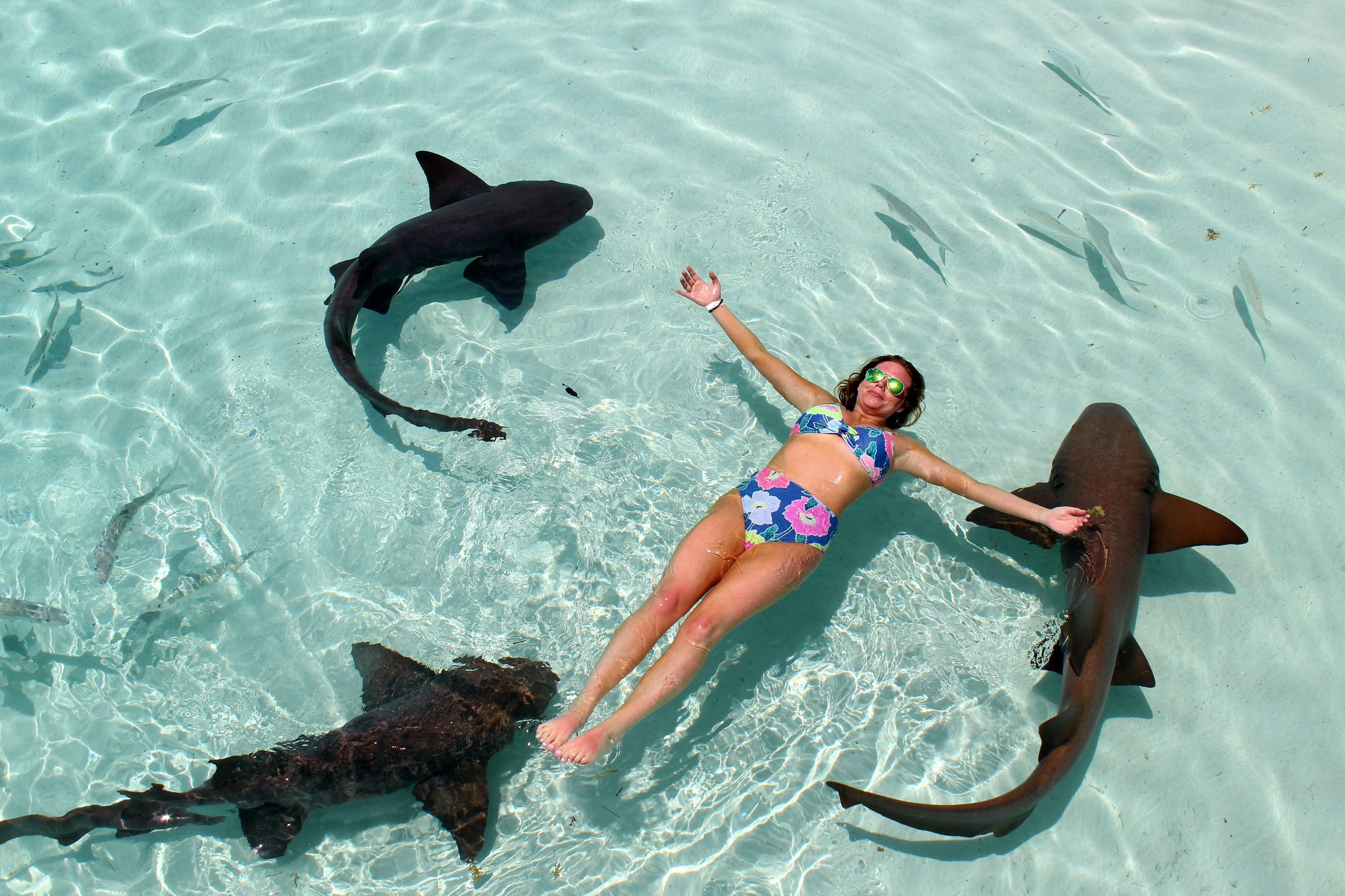 SWim with the sharks