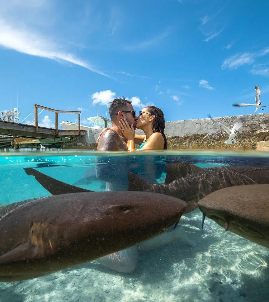 Swimming with Sharks