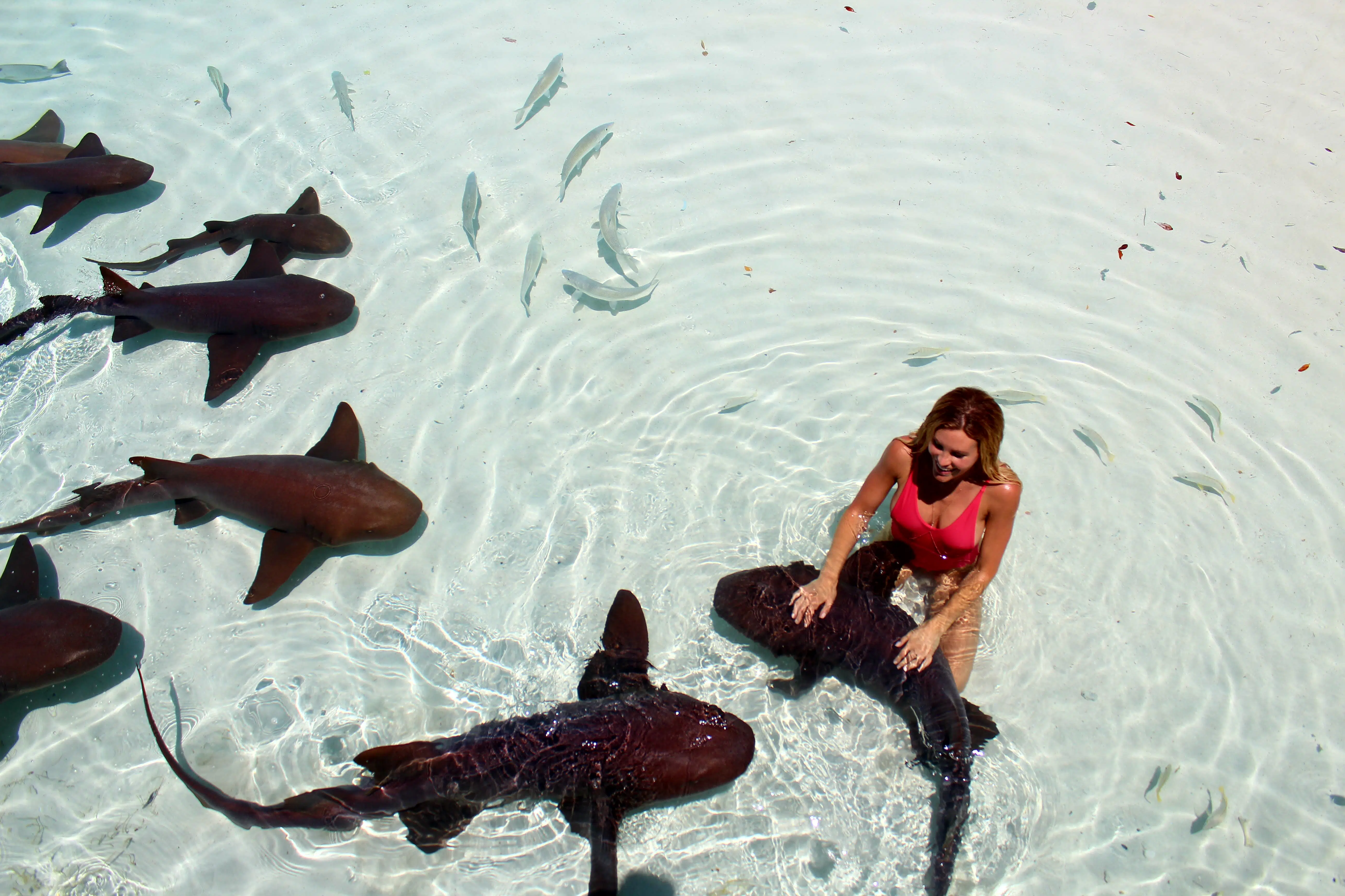 people swimming with sharks