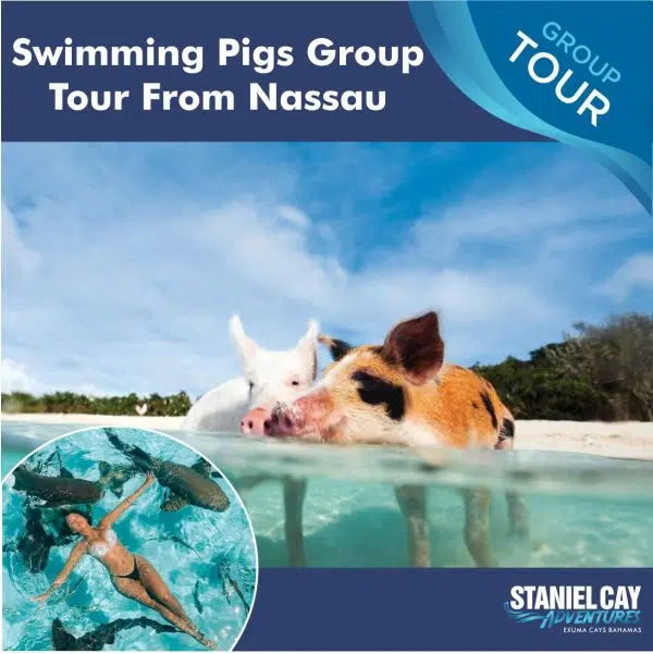Swimmiing Pigs Tour from Nassua