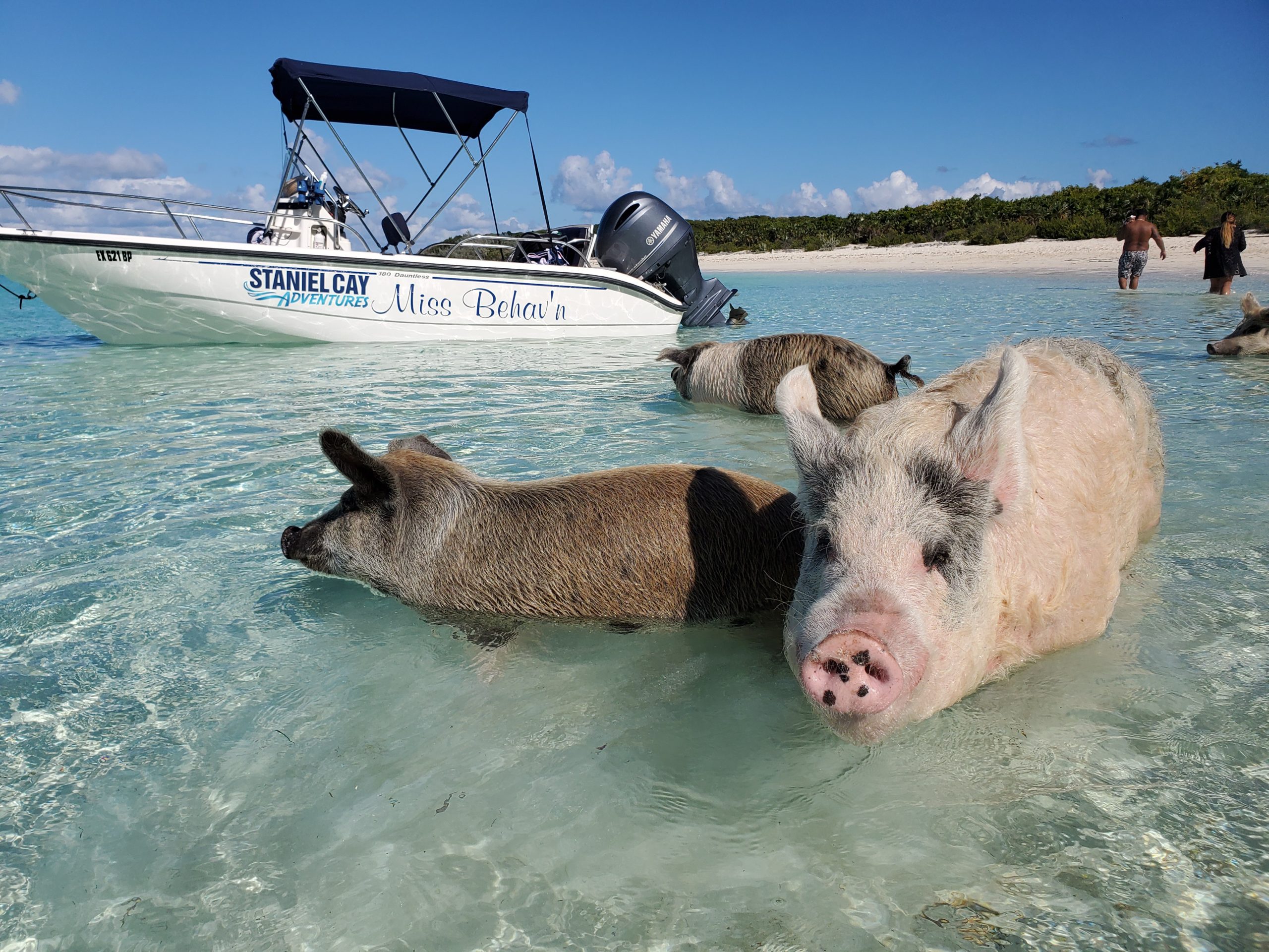 Two pigs swimming in the water near a boat during Staniel Cay Tours.