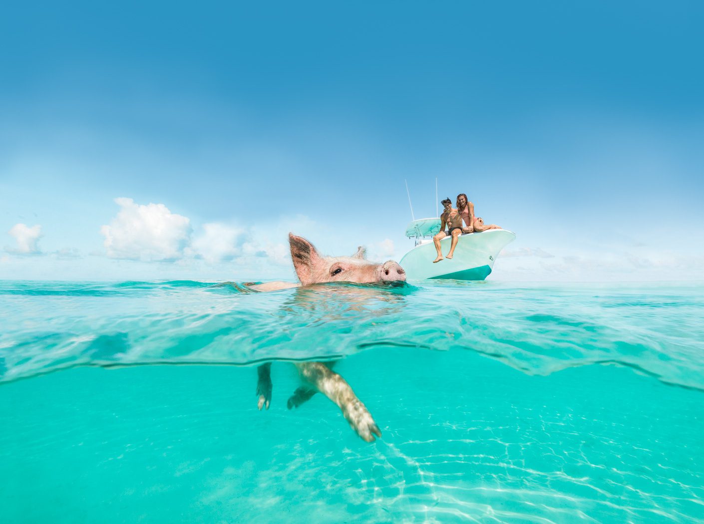 Swimming Pigs