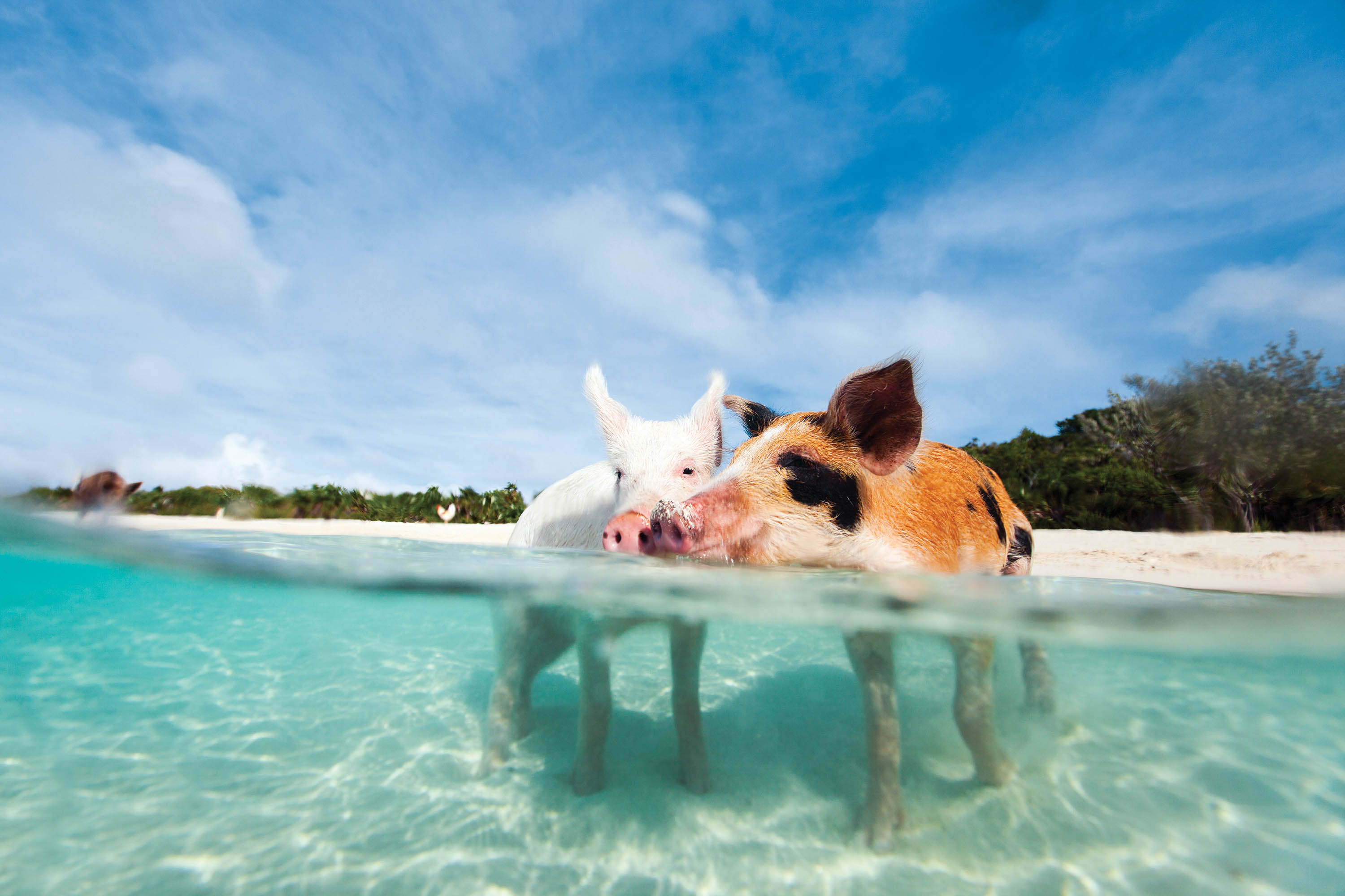 swimming pigs