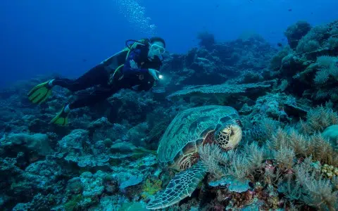 Scuba Diving Exuma Cays