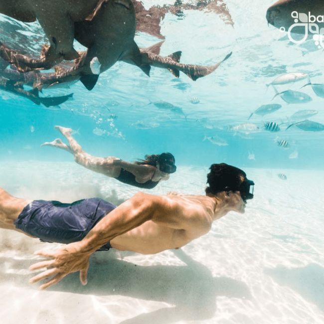 A man and woman snorkling in the water with sharks during their Staniel Cay Bahamas adventure.