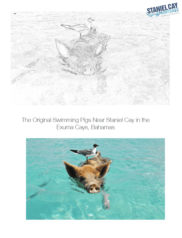A drawing of swimming pigs in the water at Staniel Cay.