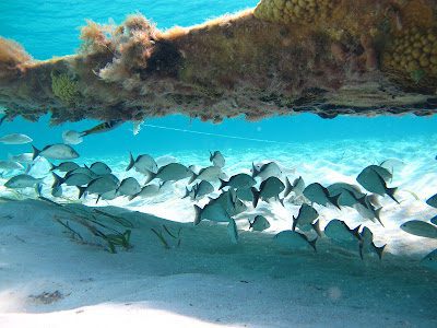 A group of fish swimming under a vibrant coral reef in Staniel Cay, Bahamas.