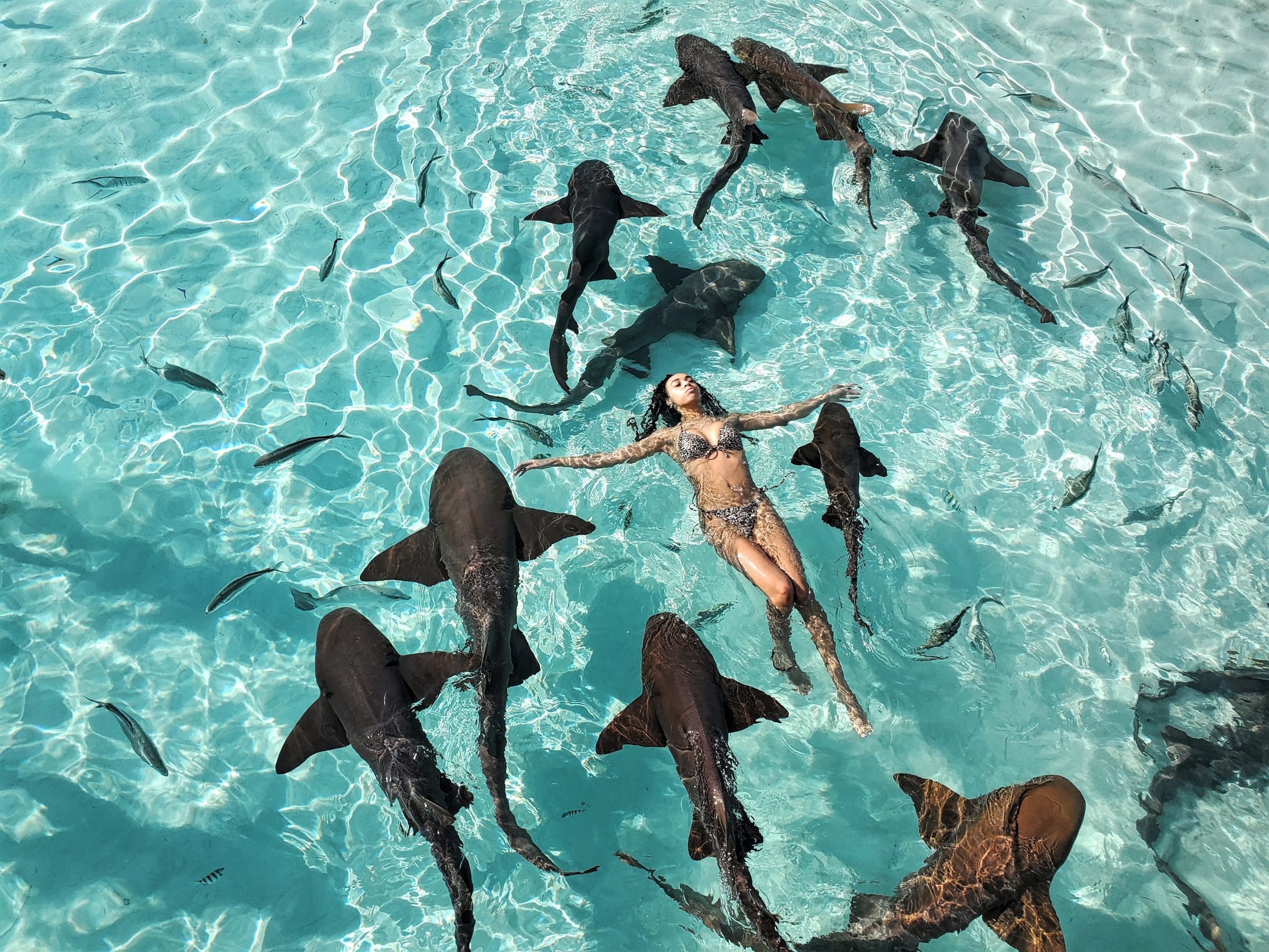 Staniel Cay, Exuma Bahamas A person swims peacefully in clear turquoise water surrounded by several sharks.