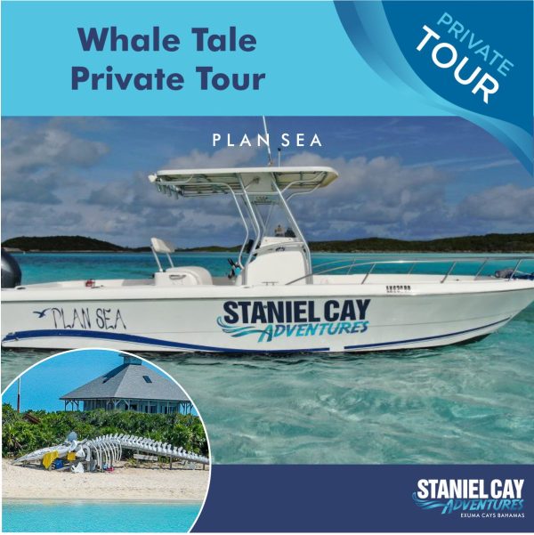 Embark on a thrilling Whale Tale private tour in the Exuma Cays, Bahamas. Guided by Staniel Cay Adventures, this unforgettable experience allows you to witness magnificent whales up close while