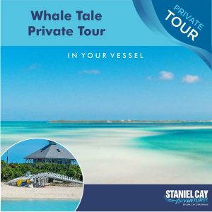 Private whale watching tour in your vessel.