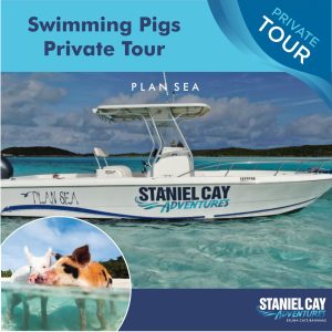 Swimming pigs private tour in Exuma Cays, Bahamas.