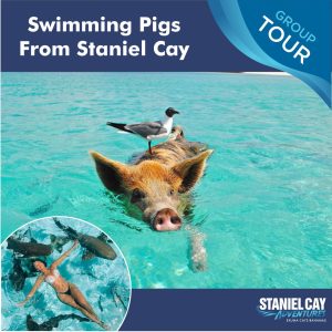Swimming pigs tour from Staniel Cay in the Exuma Cays Bahamas with Staniel Cay Adventures.