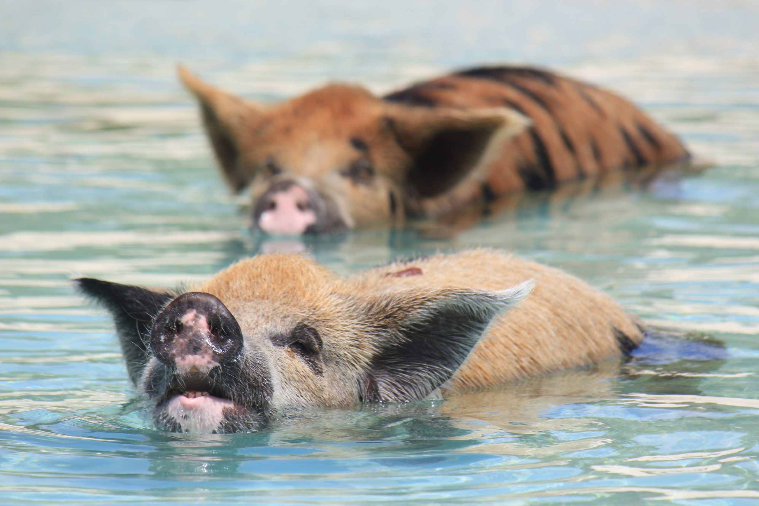 Two pigs enjoying the Swimming Pigs Tour.