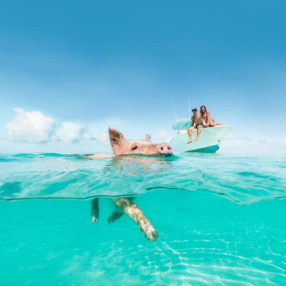 Staniel Cay, Exuma Bahamas A pig swims in clear turquoise water. Two people are seated on a boat in the background under a blue sky.