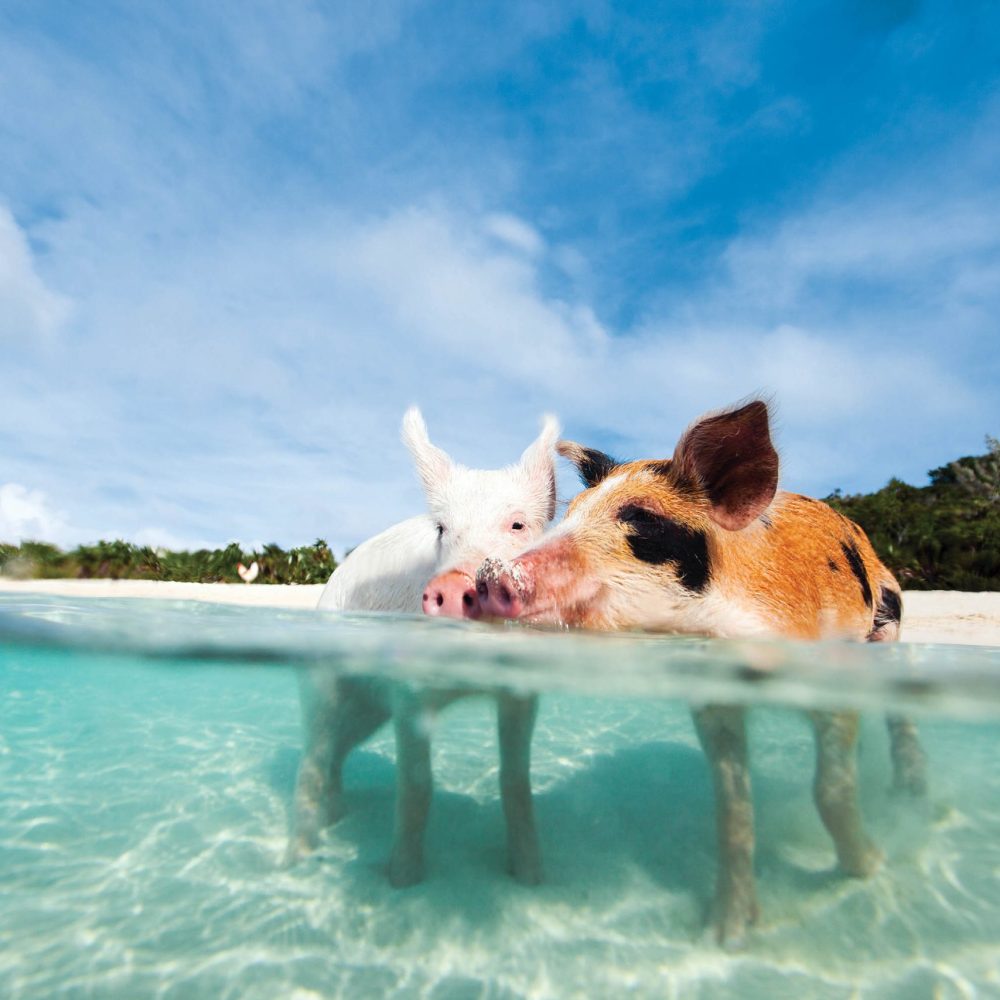 Staniel Cay, Exuma Bahamas Two pigs stand in clear turquoise water at the beach, with trees and a blue sky in the background.