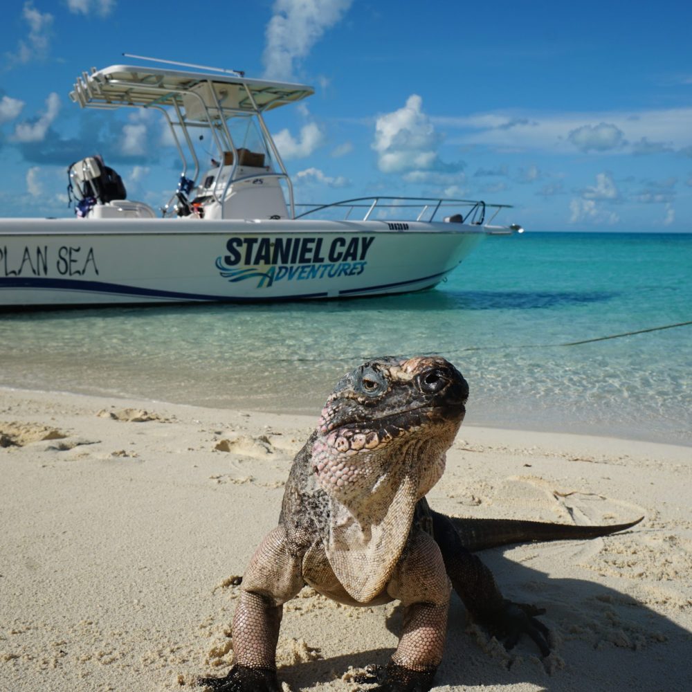 Staniel Cay, Exuma Bahamas An iguana on a sandy beach with two boats in the turquoise water, one labeled "Staniel Cay Adventure.