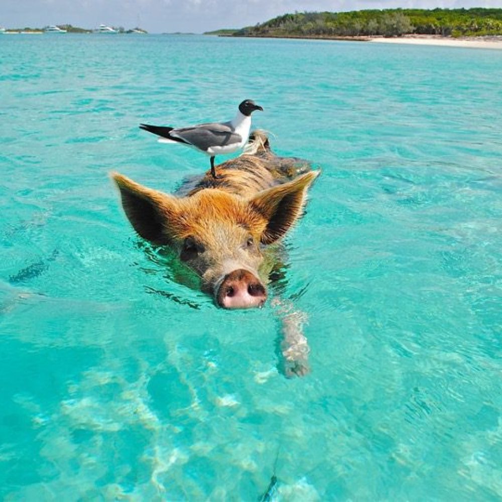 Staniel Cay, Exuma Bahamas A pig swimming in clear turquoise water with a bird standing on its back. Sandy beach and greenery visible in the background.