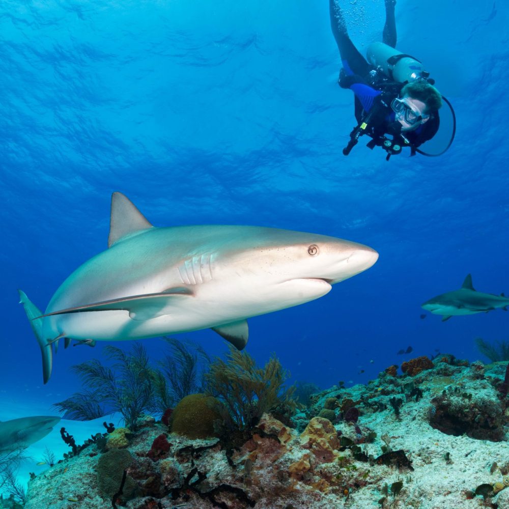 Staniel Cay, Exuma Bahamas A diver swims near a reef with two sharks underwater.