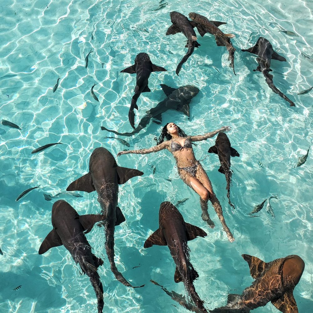 Staniel Cay, Exuma Bahamas A person in a swimsuit floats calmly in clear blue water, surrounded by several nurse sharks.