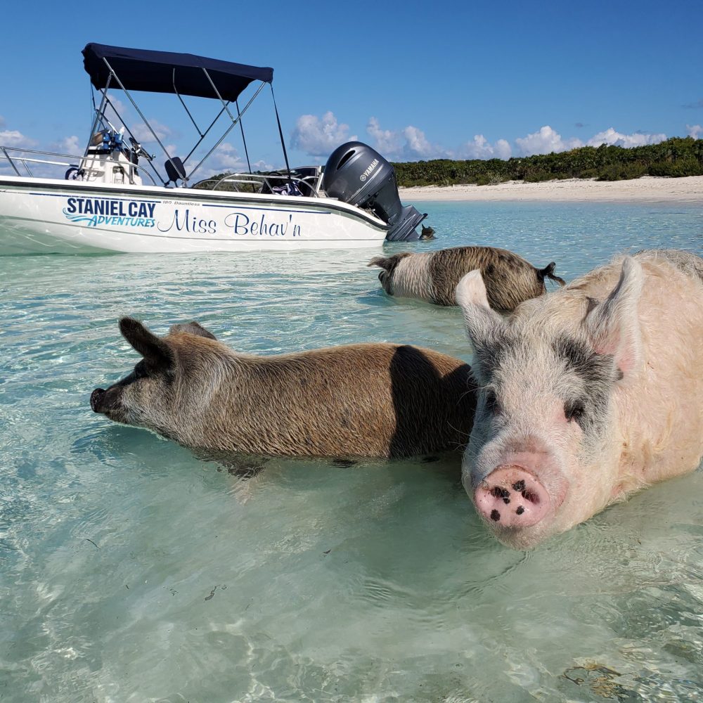 Staniel Cay, Exuma Bahamas Pigs swimming in clear shallow water near a white motorboat with "Staniel Cay Adventures" written on it. Sandy beach and people are visible in the background.