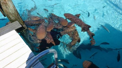 Swim with the sharks Staniel Cay Adventures Bahamas         