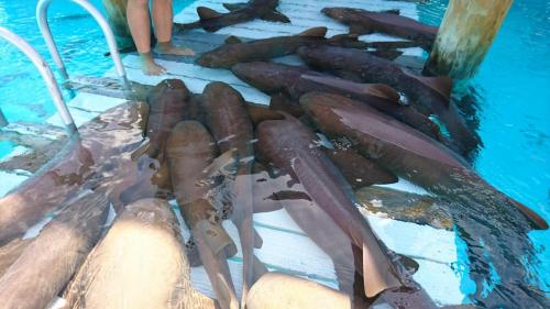 Swim with the sharks Staniel Cay Adventures Bahamas       