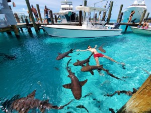            swim with the sharks Compas Cay Exuma Bahamas         