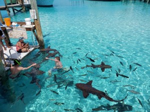      swim with the sharks Compas Cay Exuma Bahamas               